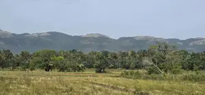 Land for Sale in Dambulla - දඹුල්ලෙන් ඉඩමක් විකිණීමට