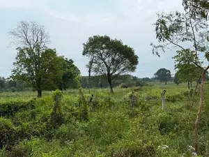 Land for Sale in Sigiriya