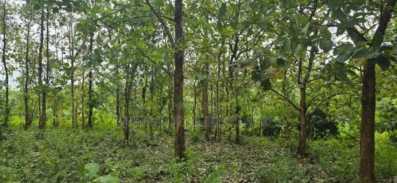 දඹුල්ලේන් අනර්ග ඉඩමක් විකිණීමට - Land for sale in Dambulla