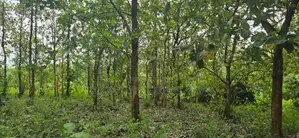 දඹුල්ලේන් අනර්ග ඉඩමක් විකිණීමට - Land for sale in Dambulla