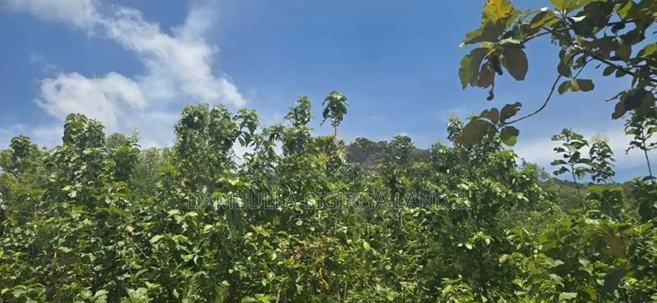 දඹුල්ලෙන් අනර්ග ඉඩමක් විකිණීමට - Land for Sale in Dambulla