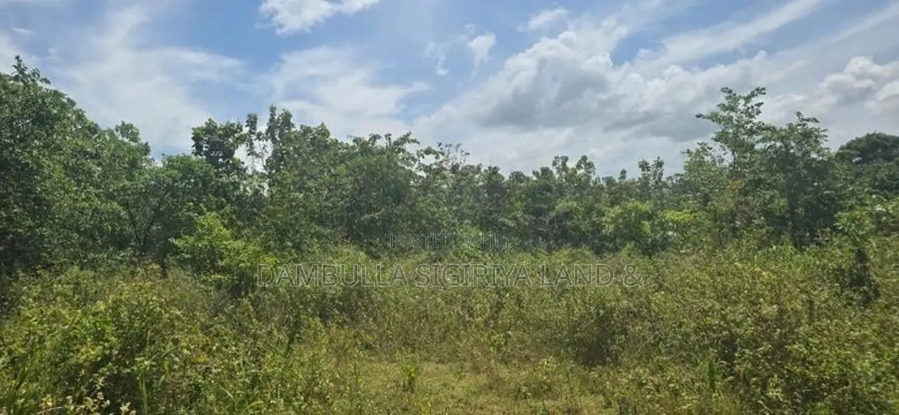 දඹුල්ලෙන් ඉඩමක් විකිණීමට - Land for Sale in Dambulla