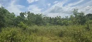 දඹුල්ලෙන් ඉඩමක් විකිණීමට - Land for Sale in Dambulla