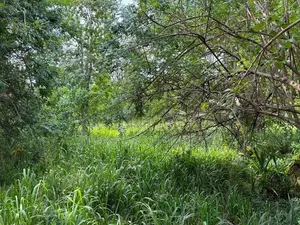 Land for Sale in Sigiriya