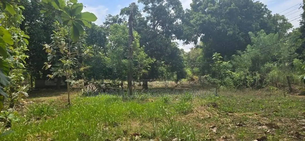 දඹුල්ලෙන් ඉඩමක් විකිණීමට - Land for Sale in Dambulla