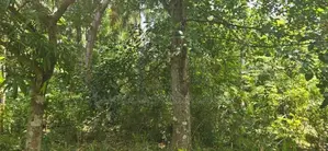 දඹුල්ලෙන් අනර්ග ඉඩමක් විකිණීමට - Land for Sale in Dambulla