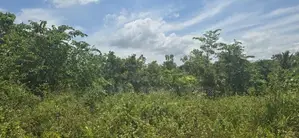 දඹුල්ලෙන් ඉඩමක් විකිණීමට - Land for Sale in Dambulla