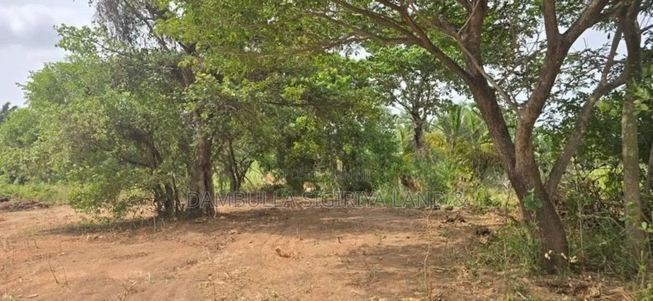 Land for Sale in Dambulla - දඹුල්ලෙන් ඉඩමක් විකිණීමට