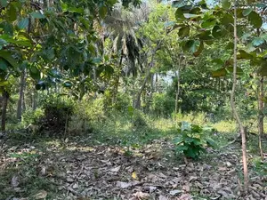 Land for Sale in Sigiriya