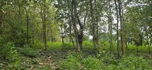 දඹුල්ලේන් අනර්ග ඉඩමක් විකිණීමට - Land for sale in Dambulla