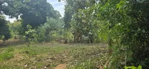 දඹුල්ලෙන් ඉඩමක් විකිණීමට - Land for Sale in Dambulla