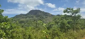දඹුල්ලෙන් ඉඩමක් විකිණීමට - Land for Sale in Dambulla