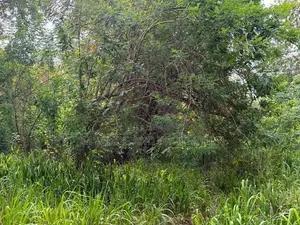 Land for Sale in Sigiriya