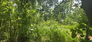 දඹුල්ලෙන් අනර්ග ඉඩමක් විකිණීමට - Land for Sale in Dambulla