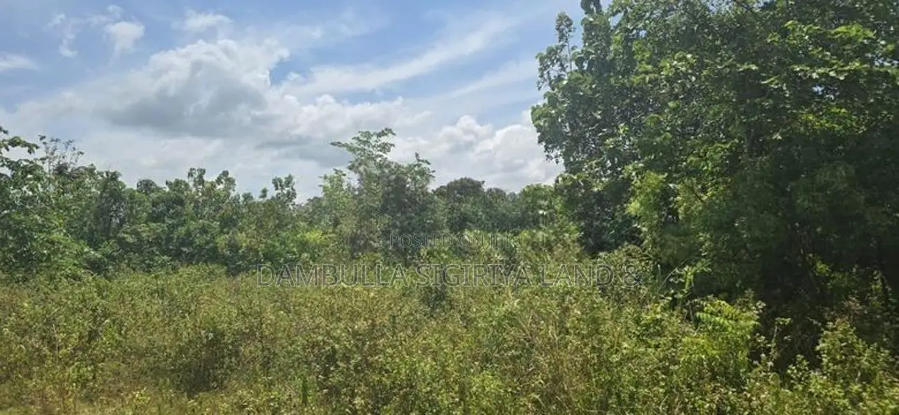 දඹුල්ලෙන් ඉඩමක් විකිණීමට - Land for Sale in Dambulla