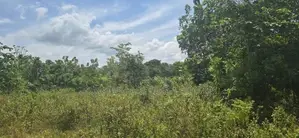 දඹුල්ලෙන් ඉඩමක් විකිණීමට - Land for Sale in Dambulla