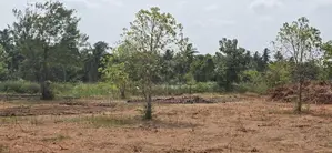 Land for Sale in Dambulla - දඹුල්ලෙන් ඉඩමක් විකිණීමට