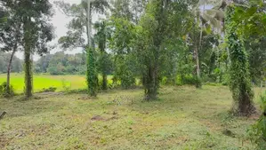 Baduragoda සුන්දර වෙල්යායකට මුහුණලා නේවාසික බිම් කොටසක් / YS 15002