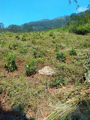 Land for Sale - Matale Rattota