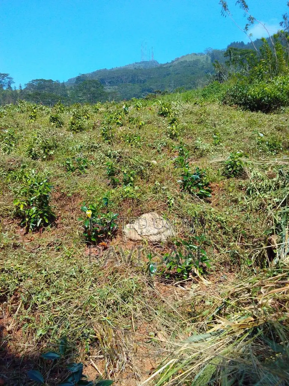 Land for Sale - Matale Rattota