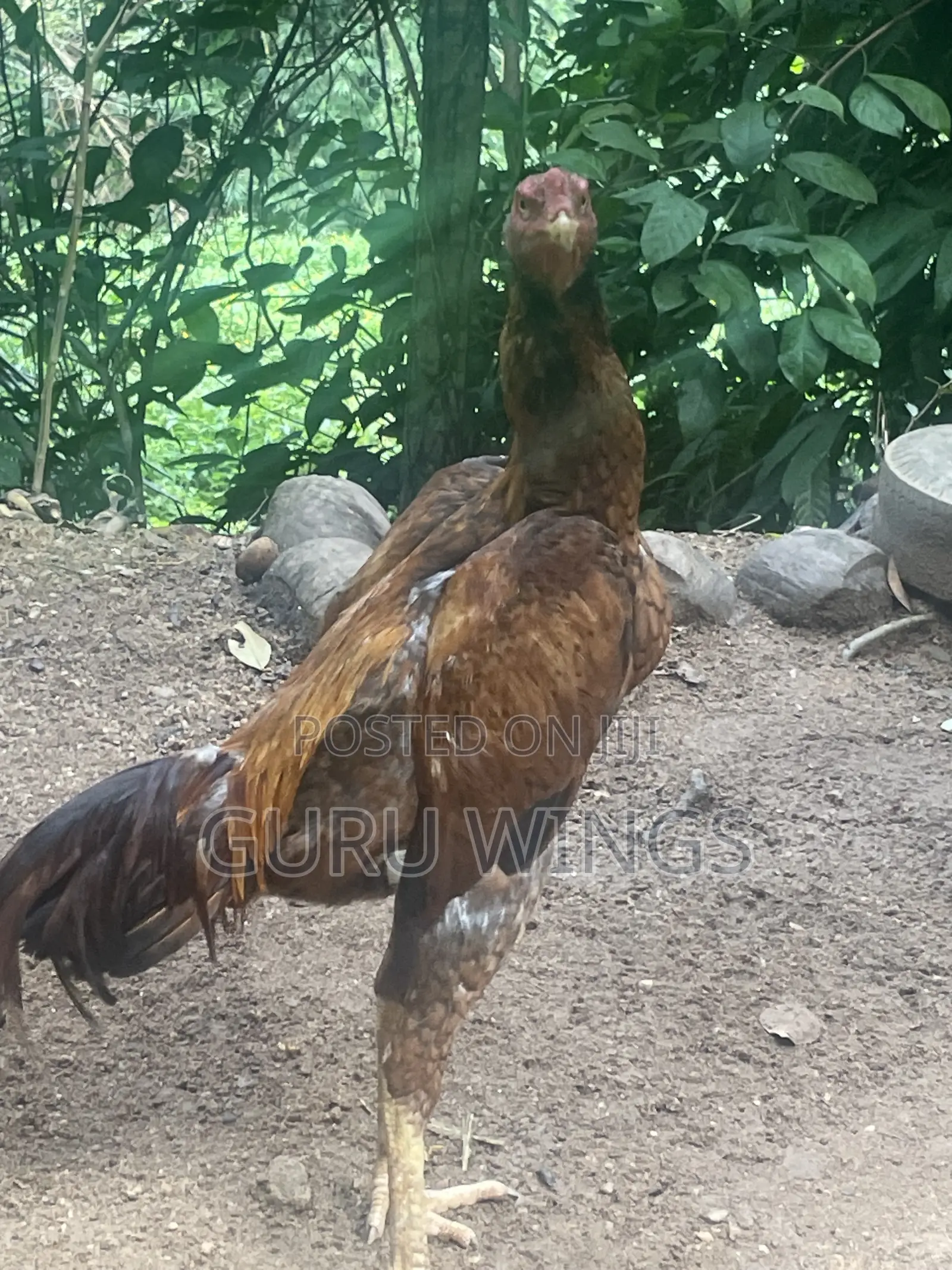 Rooster Indian Aseel