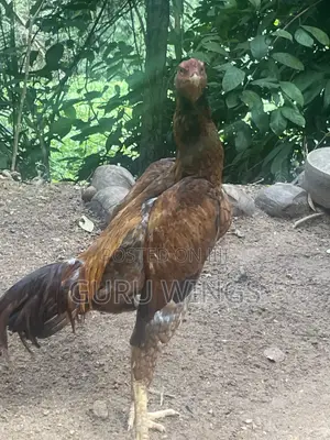 Rooster Indian Aseel