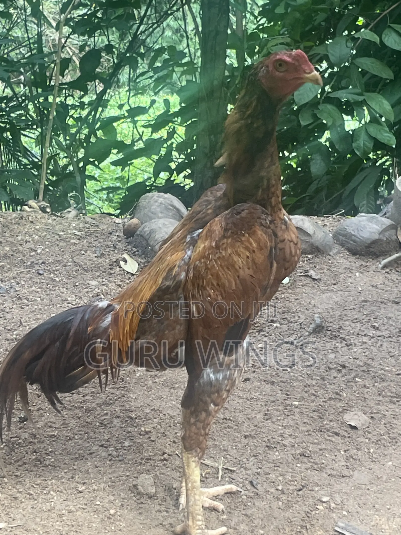 Rooster Indian Aseel