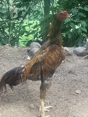 Rooster Indian Aseel