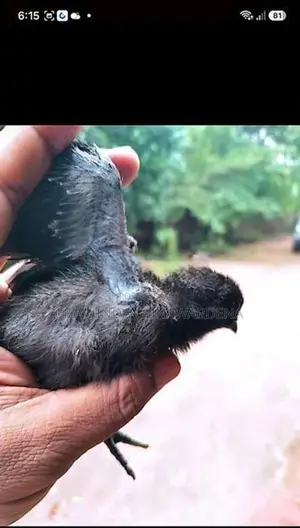 Kadaknath Chicks with Eggs