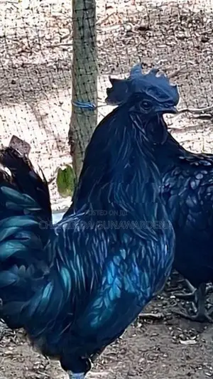 Kadaknath Chicks with Eggs