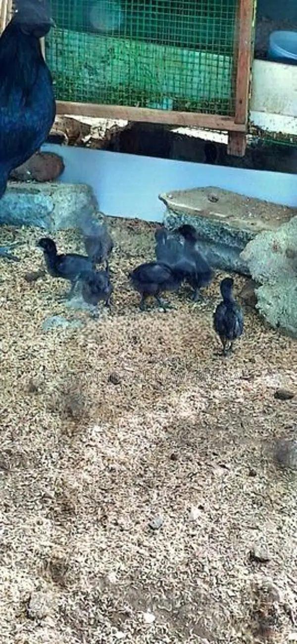 Kadaknath Chicks with Eggs