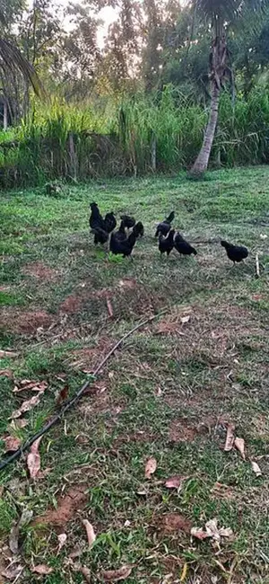 Kadaknath Chicks with Eggs
