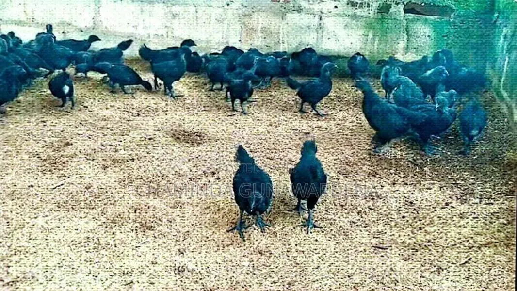 Kadaknath Chicks with Eggs