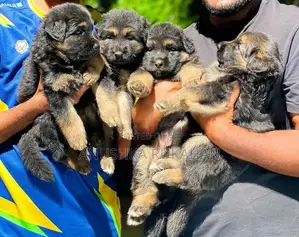 Long Coat German Shepherd Puppy