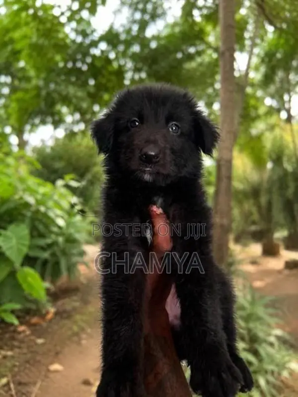German Shepherd Puppies
