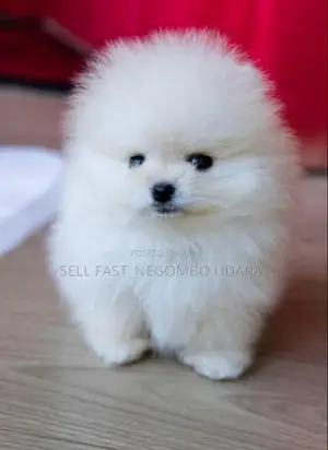 Pomenarian Puppies for sale
