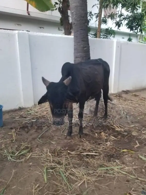 Sahiwal Cow