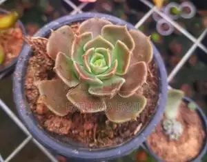 Cactus Plant