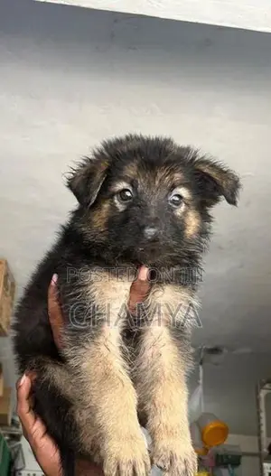 German Shepherd Puppies