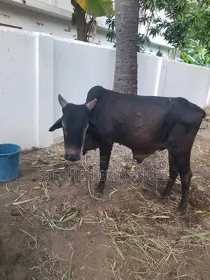 Sahiwal Cow