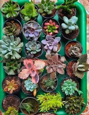 Cactus Plant