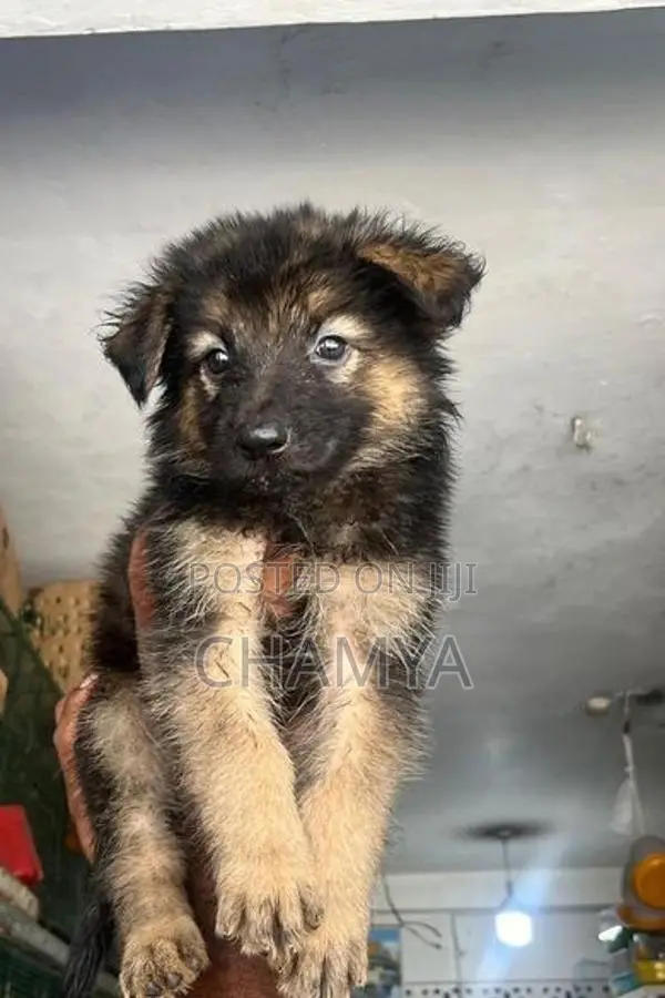 German Shepherd Puppies
