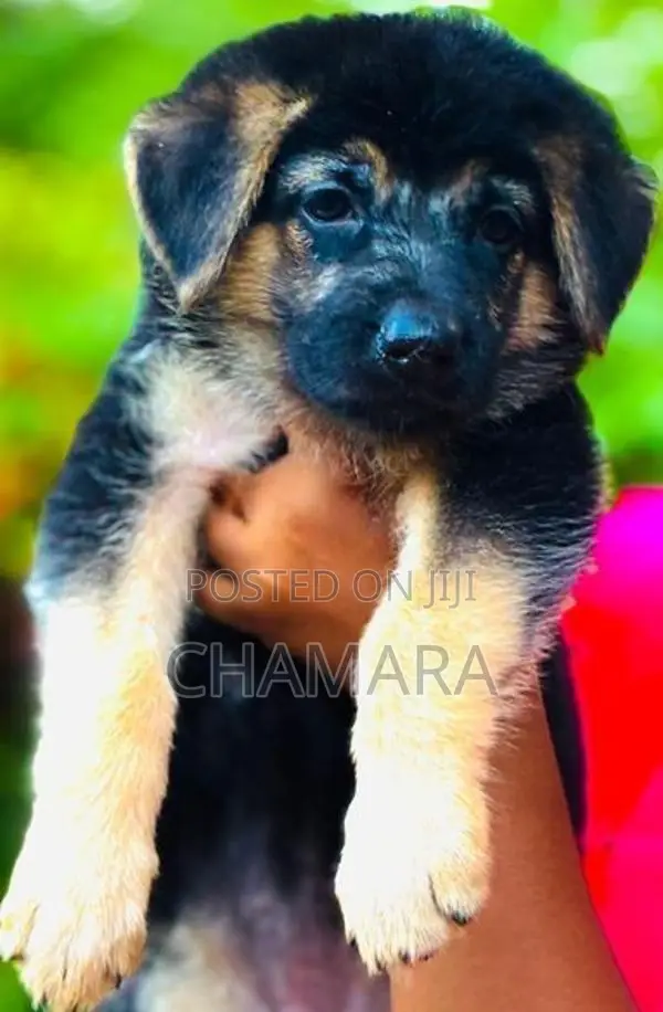 XL American Bully Male Puppies