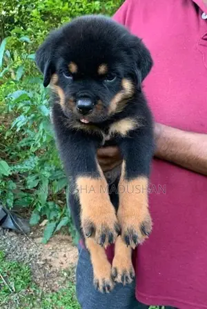 Rottweiler Puppy