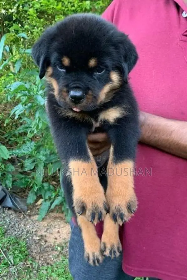 Rottweiler Puppy