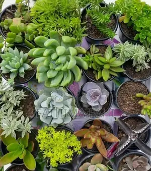 Cactus Plant