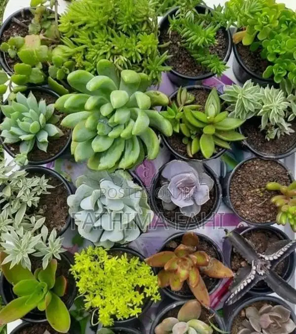 Cactus Plant