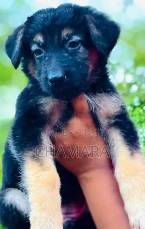 XL American Bully Male Puppies