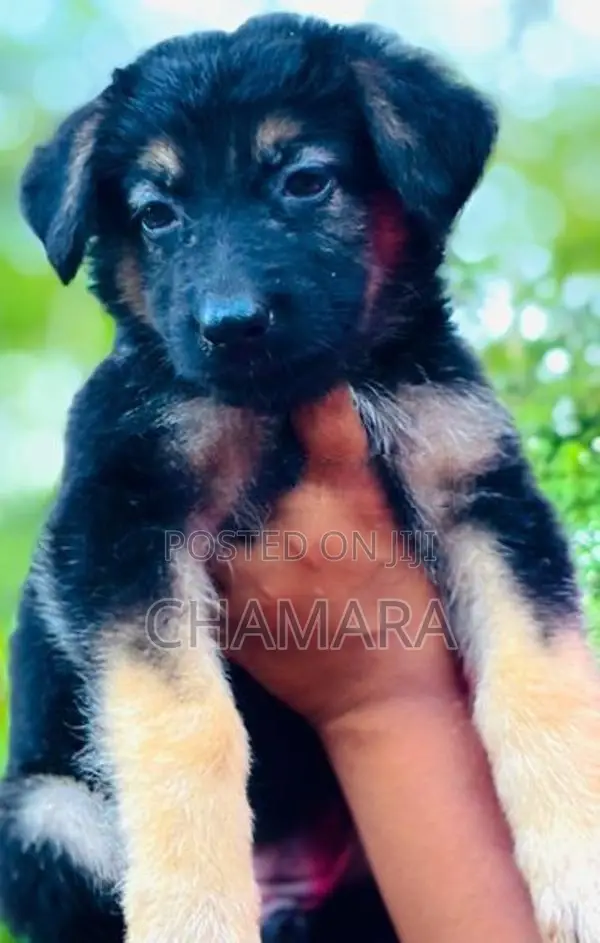 XL American Bully Male Puppies