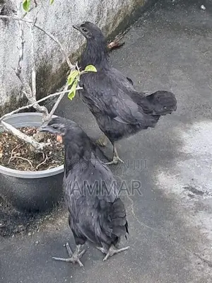 Black Chicken
